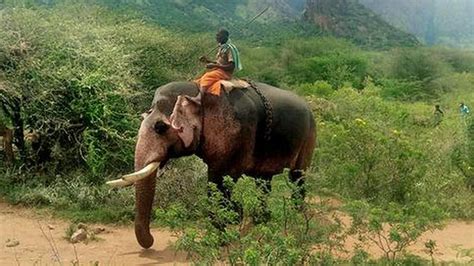 kaleem elephant|A kumki called Kaleem and its ‘wild’ task .